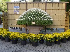 東京・新宿御苑の皇室ゆかりの「菊花壇展」を訪れて