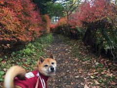 ワンコと旅行♪紅葉を求めて～軽井沢から海野宿、懐古園での散策～