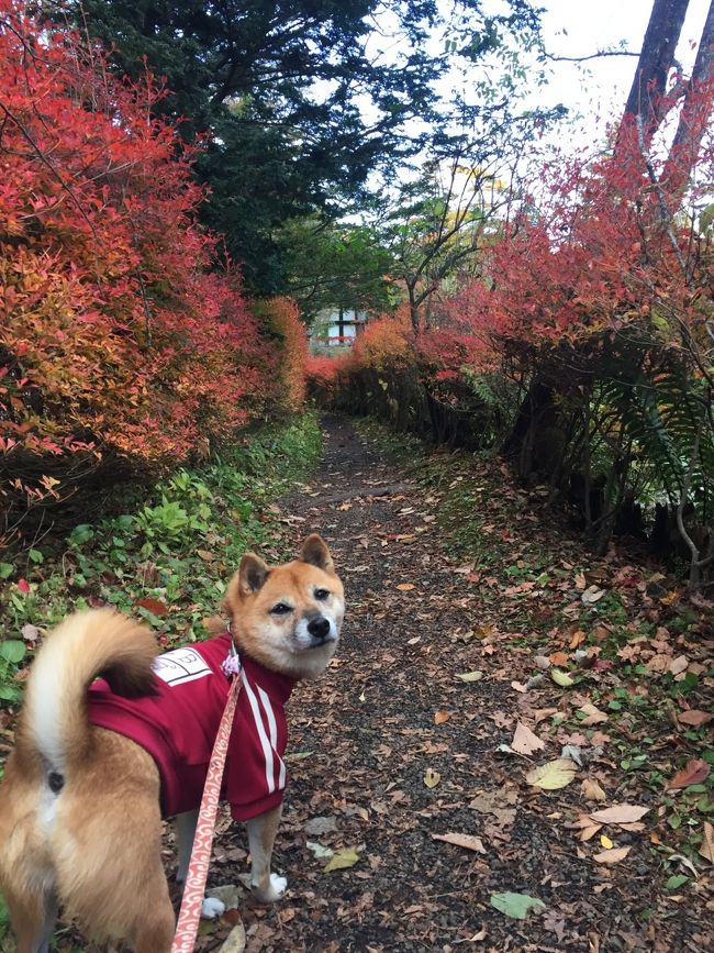 久々のワンコ旅行は、紅葉時期の軽井沢に行って来ました。<br />今まではペット専用宿に宿泊でしたが、紅葉の軽井沢を堪能する為に、<br />今回は趣向を変えて、駅チカの「プリンスホテルドッグヴィレッジ」へ<br /><br />朝食・夕食ともブッフェプランにしましたが意外にも美味しくて大満足♪<br />ドッグランも芝生で結構な広さもあり、すごく気に入りました。<br />欲を言えば、ドッグヴィレッジ宿泊でも温泉が無料で入れるといいのにな！<br /><br />===旅程===<br />  11/1(火曜) 見晴台・雲場池・旧軽銀座<br /> 11/2(水曜) 海野宿・懐古園<br />