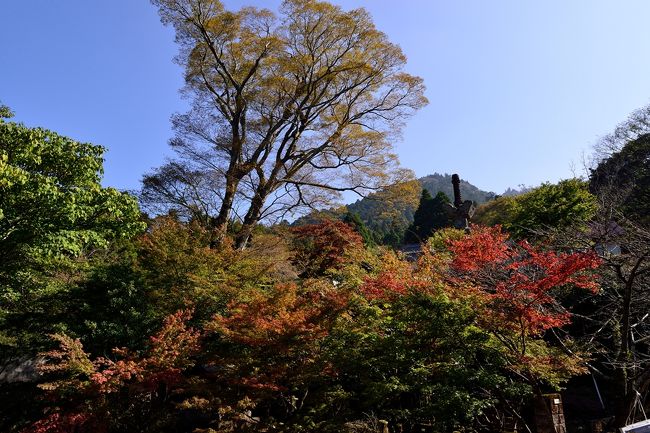 　日本三大修験山の一つ英彦山へ行ってきました。<br />　今年の紅葉は全般的に遅いようです。<br />　見ごろがまだ一週間ほどさきでしょうか。<br />