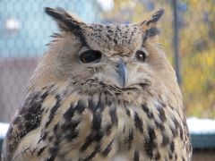 ついに来ました！　旭山動物園　2016年初雪の翌日のことでした　－　午前編