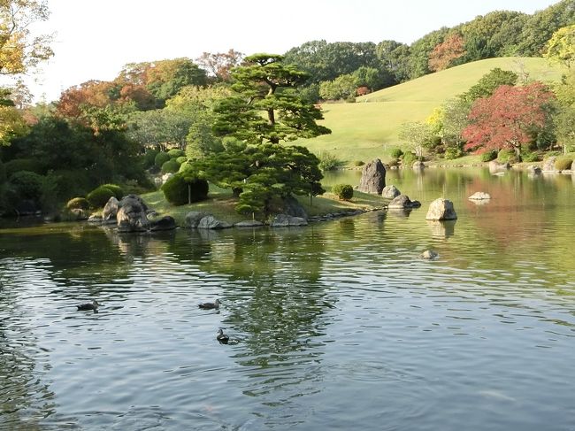 秋晴れの昼下がりから夕方にかけて、大阪万博記念公園・日本庭園を散歩してきました。<br /><br />晩秋の庭園内は、若者よりもシニアのカップルやシニアの団体さんの姿が目立ちました。<br /><br />紅葉もところどころ始まっていましたが、もみじの紅葉はこれからが本番という状況でした。<br /><br />１週間もすれば、庭園内の状況は随分変わってくると思います。<br />