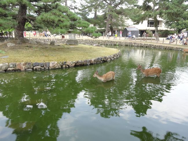 旦那の実家への帰省ついでにぶらり奈良観光しました。<br />修学旅行で行ったイメージが強い東大寺や奈良公園ですが<br />大人になってから来てもおもしろいです。<br />鹿と絡みながら名所をぶらり。