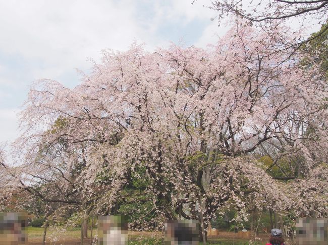 近いのに意外と見に行ったことがなかった六義園のしだれ桜。<br />たまたま平日休みだったので、見に行ってみました。