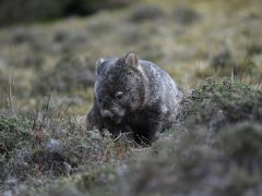 クレイドルマウンテン ロッジ ( Peppers Cradle Mountain Lodge ) 【 キング ビリー スイート 】 やっぱりタスマニアはウォンバットの聖地だった！！ 後編