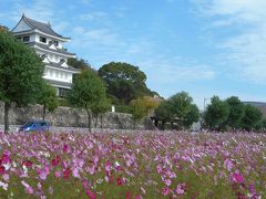 城山公園前のコスモス