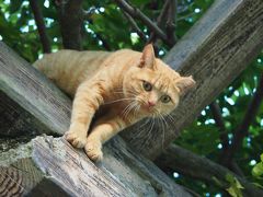 館林うどんを食べに行ったついでに多々良沼の猫ちゃんに会いに行きました