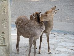 母と歩く秋の奈良☆東大寺指図堂・正倉院・依水園など～正倉院展はやめて、人の少ない道を歩く１日(*^_^*)