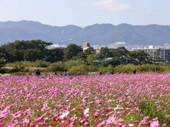 コスモス園までプチサイクリング