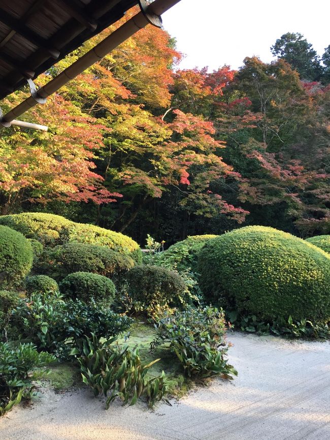 急に京都の神社やお寺、美しい庭園を見たくなり、３泊４日で行ってきました。<br /><br />行先は、１日目　大原（三千院門跡、実行院、宝千院、寂光院）<br />　　　　２日目　嵐山（天龍寺、野々宮神社、竹林の道、実寂光寺、祇王寺、大覚寺）<br />　　　　３日目　貴船・鞍馬<br />　　　　４日目　下賀茂神社、南禅寺、永観堂、哲学の道<br /><br />これは３日目「鞍馬・貴船神社」編<br /><br />３泊４日、あっという間でしたが、毎日お天気に恵まれ、美しい神社やお寺、庭園の素晴らしさに感動し、美味しい京都のお食事に大満足の旅となりました。