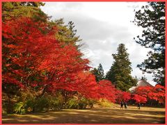 平安時代の浄土庭園の・・・真っ赤なもみじ　☆毛越寺☆