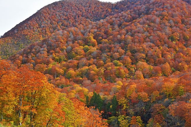 １０年以上も前の秋に、秋田～田沢湖～八幡平～十和田湖にドライブしたが、余り見事な紅葉に出会わなかったので、機会があれば東北地方の紅葉に再挑戦をと前々から考えていた。<br /><br />１０月下旬に仙台まで行く用が出来たので、ドライブの目的地は明確ではなかったものの、この時期は仙台周辺ではまだ紅葉には早く、八幡平や十和田湖周辺では見頃は過ぎていると思い、一関から秋田方面にレンタカーで山越えをすれば丁度良い見頃の紅葉に出会うだろうとの思惑で一関のホテルを予約していた。直前のインターネットの紅葉情報では、栗駒山が「見頃」となっていたので、予定通りこの方面に行くことに決定（一関周辺は全く紅葉していない）。<br /><br />前日は、仙台からＪＲ在来線で一関へ行き、駅前ホテルに宿泊。<br /><br />当日はお天気も良く、絶好の紅葉ドライブ日和となった。レンタカー営業所の女性は、「栗駒山や須川温泉辺りは丁度見頃でしょうが、渋滞があるかもしれないので気をつけてください」と地図をくれた。その地図には、なんと「須川温泉手前では、ピーク時には最大５ｋｍ４時間の渋滞の可能性あり」と書いてある。この日の予想を聞いてみたが、もちろん確かな返事はしてくれない。夕方までに一関～須川温泉～ジュネ栗駒（スキー場）～奥州市～一関の周回コース約２００ｋｍを巡る予定であるが、渋滞に出会えば最悪途中でＵターンと腹を決めて出発。<br /><br />結果は、渋滞は全くなく予定通り順調にドライブ出来、見事な紅葉に遭遇！楽しい紅葉ドライブとなった。<br /><br /><br /><br /><br />