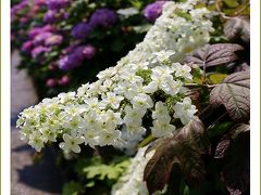 Solitary Journey ［紫陽花特別編］ 満開！住宅街の市道を彩る紫陽花♪＜呉市から美しい街づくり賞を受賞、汐見ヶ丘あじさい通り＞広島県呉市