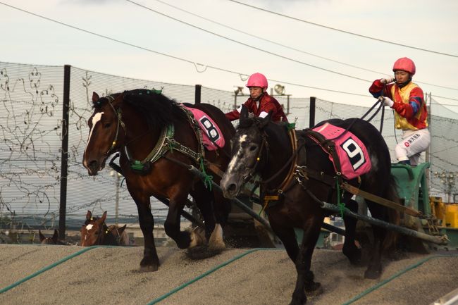 六花の森を訪ねた後は、帯広市内へ。<br /><br />初めてのばんえい競馬を間近で見て<br />ジンギスカン～ライブ～豚丼で〆ました。