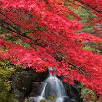 秋色鮮烈！　古峰園の紅葉