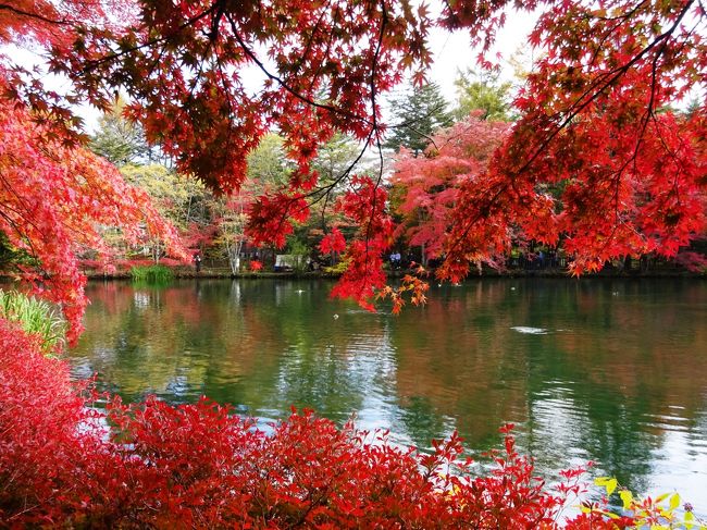 今年の秋は雨ばかりで紅葉も見てないよ、ということで軽井沢に行ってきました。<br />お友達にすすめられた中軽井沢のハルニレテラスに行くのも楽しみです!<br /><br />宿泊は東急のホテルハーヴェスト旧軽井沢です。