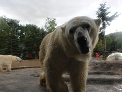 子連れ☆北海道旅行　その１・旭山動物園