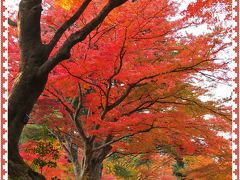 華麗なるもみじたち・・・中尊寺