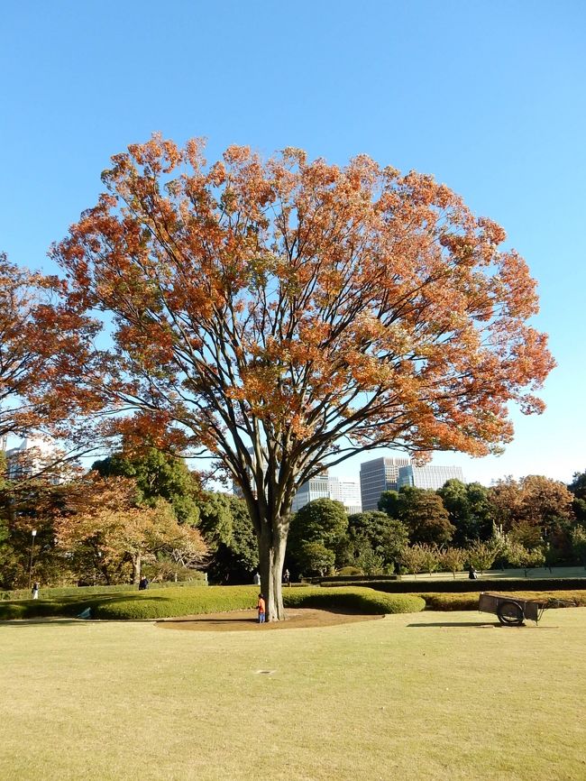 青い空に誘われ，久しぶりに都心をぶらっと散歩してみました。<br />この日は、東京地方に木枯らし1号が吹き、秋から冬への曲がり角。<br />そろそろ冬支度でしょうか？　ケヤキ、イチョウも少しづつ色づいてきました。<br /><br />　＜歩いたコース＞<br />　　有楽町・国際フォーラム～行幸通り～大手門～（皇居東御苑）～北桔橋門～工芸館～千鳥ヶ淵～半蔵門～日比谷公園　（約5.5ｋｍ）