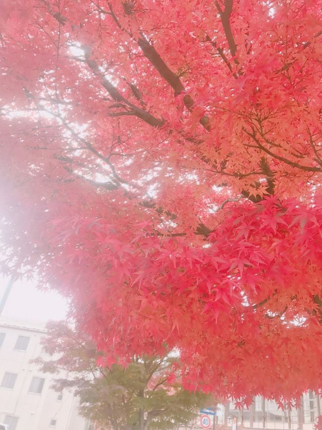 女子大生5人で、鬼怒川温泉あさやホテルへ。<br />11月ということもあり紅葉が綺麗でした！