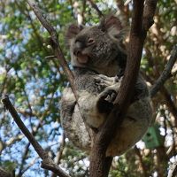 2016年10月 オーストラリア旅行3日目♪かわいいコアラ♪カンガルー♪