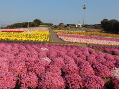 あかぼり小菊の里と榛名公園