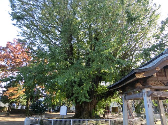 「千葉寺」は「千葉市中央区」にある「（伝）和銅２年（７０９年）」の「（伝）行基」によって開基された「坂東三十三観音霊場第２９番札所」でもある「真言宗豊山派の寺院」です。<br /><br />写真は「県指定天然記念物」の「千葉寺のイチョウ」です。