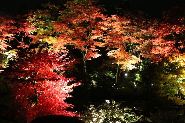 今年3回目の日光紅葉狩りとなりました。<br />先週散策した日光で、ライトアップってしないのかな～？ライトアップしたら物凄く綺麗だろうな～！<br />と、ふと思い調べてみました。<br />11月11日～13日の3日間のみ。まだ、これからじゃないですか！！<br />土日は激混みだろうな～、行くなら金曜だよね。天気予報は金曜だけ雨…。<br />そんなことを考えながら仕事をして、金曜の午後から雨が止む予報に変わったので、半休を取って行って来ちゃいました！！<br />決断したのは金曜の午前中、雨が止んだ瞬間なんですけどね(笑)<br />