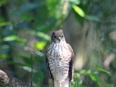 野鳥撮影記録（２０１６年１１月その５）近所