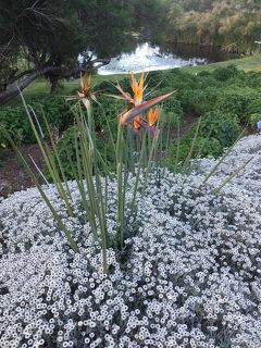 南アフリカ　お花見旅行-3　ケープタウン観光編　カーステンボッシュ植物園