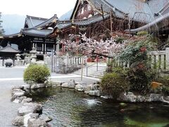 身延_Minobu　しだれ桜！には少し早かった…古湯と古刹を抱く、水と緑が豊かな町
