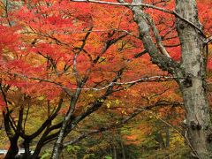 秋色満喫ドライブ～袋田の滝・花園渓谷～