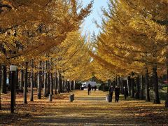 天童の銀杏並木は散り始めかな？