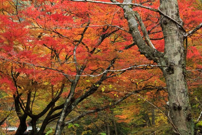 秋色満喫ドライブ～袋田の滝・花園渓谷～