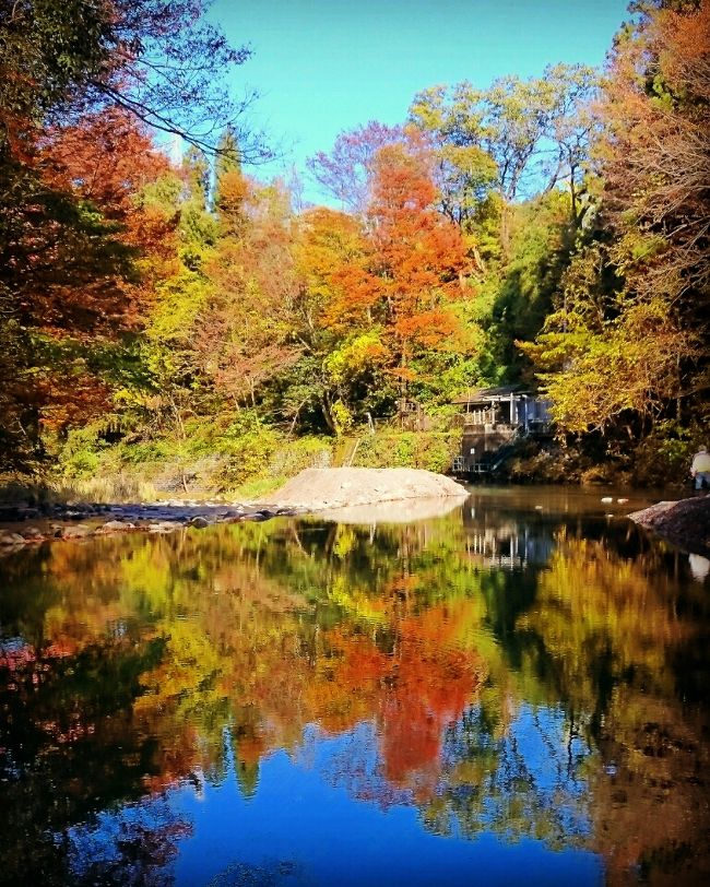 紅葉の名所というインターネットの紅葉ガイドの記事で、初めて浦山ダムへ<br />でも紅葉そのものは、ダム周辺よりそこまでの道沿いがきれいだった。