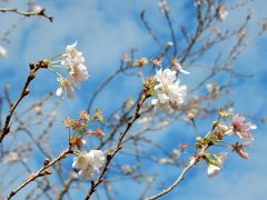 十月桜と紅葉の飛鳥山公園