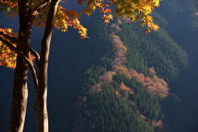 奈良県中央部の山間に位置する、上北山村のナメゴ谷へ紅葉を見に行ってきました。<br /><br />天川村から上北山村へ抜ける国道３０９号線の途中にあるナメゴ谷は、周辺の山肌のほとんどが針葉樹で覆われているのに対し、山頂や尾根筋には桜などの広葉樹が手つかずで残っており、季節ごとに移り変わる、素晴らしい姿を見せてくれます。<br /><br />中でも、常緑の針葉樹とのコントラストがひと際映える、春の桜、秋の紅葉の時期が最も美しく、得体の知れない妖怪が山頂から尾根筋を下り降りてくるような錯覚を呼び起こします。<br /><br />国道３０９号線のすぐ目の前に絶景が望めるナメゴ谷は、シーズンともなると多くの人出でにぎわいます。