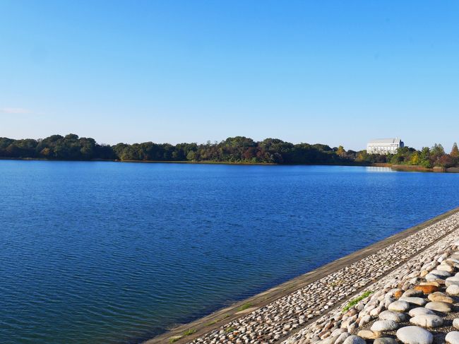 2週間前に行った狭山湖のおとなり、多摩湖へちょこっとドライブ。<br /><br />出かけるつもりではなかった土曜日、朝からとてもいいお天気。<br />青空がきれいすぎて、我慢ができず出かけてしまいました。<br />でも、思い立ったときはもうお昼過ぎ。夕方5時までには帰ってこないといけない用事があったため、限られた時間でどこへ行こう。。<br /><br />そして思いついたのが…多摩湖でした。<br />狭山湖のときは電車でしたが、今回はドライブ。計算すると多摩湖の滞在時間はだいぶ少ないけど、行ってみることにしました！<br /><br />...((((=・o・)ノ ゴーゴー♪