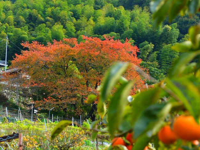 大阪東の山裾には葡萄畑が点在して、ワインがつくられています。<br />うねるように山の端を走り抜ける南河内グリーンロード沿いの葡萄の葉もようやく赤くなり始めて、新酒の季節を迎えました。<br />今年は暑く、収穫時期には降雨がなかったことから葡萄の出来も良くワインの味に影響を与えています。<br />晩秋、畑に取り残された葡萄たちがほんのりと発酵した香りを漂わせていました。<br />河内ワイン館（羽曳野市）とカタシモワイナリー（柏原市）。