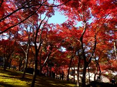 秋色に染まる箱根―紅葉の強羅公園・箱根美術館＆ロープウェイで弾丸☆大涌谷