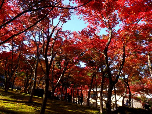 いいお天気の週末、少し遠出をしたいと紅葉情報をあれこれチェック。前から一度訪れてみたいと思っていた箱根の紅葉名所・箱根美術館の紅葉情報を見てみると、かなり色づいているみたい。箱根は何度も訪れているけれど、紅葉の時期には行ったことがないな。そこで、行先は箱根へ決定～！<br /><br />まずは強羅公園で赤く色づく木々や花に彩られた庭園を楽しみ、箱根美術館では、美しい苔庭と紅葉のコントラストにうっとり♪<br />ピークの少し手前だったと思いますが、素晴らしい紅葉を見ることができまました。<br /><br />その後は、入山規制後は初の大涌谷へ。ロープウェイの終了時間が迫っていたので、荒涼とした風景をさっと眺めて、大急ぎで黒たまごを食べて帰るだけ、、でしたが、美しい紅葉シーズンの箱根に訪れることができて大満足の１日となりました。<br /><br />よろしければご覧ください。