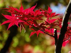 箱根美術館 紅葉に見入る 初見