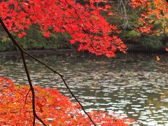 神戸市立森林植物園の森林もみじ散策