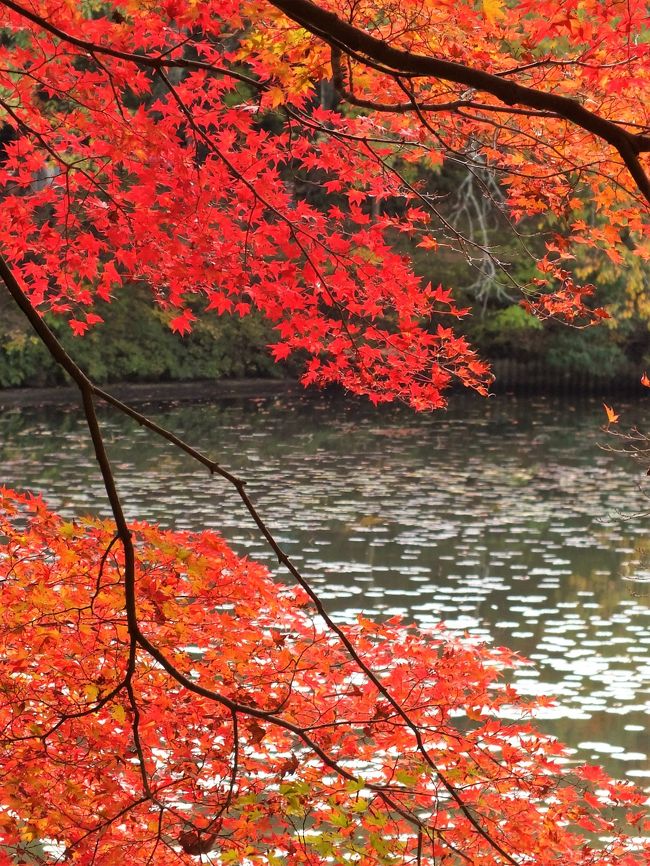 神戸市立森林植物園では１０月２２日から１１月３０日まで「森林もみじ散策」が開催中。<br />長谷池の紅葉が見頃を迎え、今年は特に色付きがきれいだとかで行ってきました。<br />この日は周辺の道路が大渋滞するほど大賑わいで広い駐車場も朝早くから満杯の一日だったがイロハモミジやハウチワカエデ、ハナノキ、モミジバフウなど世界の森のもみじ巡りを堪能できた。<br />