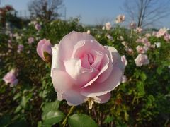 伊奈町制施行記念公園のバラ園～見事な秋バラ～