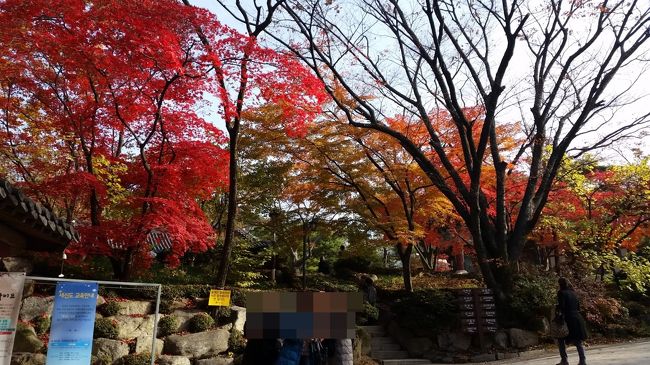 大阪の旅仲間が、ソウルの紅葉を見に行くと聞いたので、お得なパックがあったら行こうかな～と。<br />リッツカールトン2泊で諸税込26,000円弱のパックがあったので、同行者を見つけて行ってきました。<br /><br />初日の飛行機が午後発だったのと、ホテルの場所が、離れていたので、現地合流は、二日目のみでしたが、<br />大勢での食事は、楽しい～<br /><br />紅葉には、遅いかな～と思いましたが。。まだ大丈夫でした。<br />前回、友が行った　三清閣の紅葉が素晴らしかったというので、ここは、外せないだろうな～と。<br />探していたら、吉祥寺　も紅葉良さそうなので、行ってみました。<br /><br />今回の食事は、すべて初めてのお店ばかり～でも全部　大当たりのお店でした。<br /><br /><br />