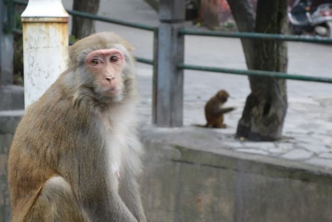 20161114-1 貴陽 黔霊山公園。お寺で素食頂いたり、お猿に遭ったり、歴史を知ったり