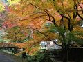 鰐淵寺の紅葉