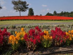 日本最大級のフラワーパーク・とっとり花回廊へ