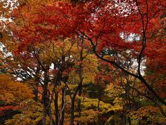 もみじの彩りが見事な「石油の里公園」 2016（新潟）